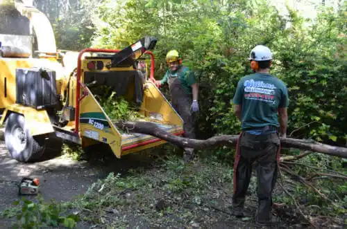 tree services Ocheyedan